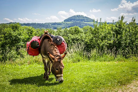 Une randonnée avec un âne (catalan) dans les Pyrénées Orientales, ça vous tente ?